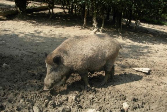 Ismét felütötte a fejét a sertéspestis Szatmár megyében