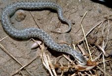 Vigyázzunk a motorháztető alá bújt viperákkal!