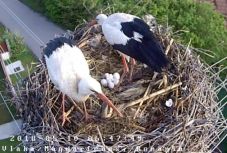 Kikelt Miska és Leske első két kisgólyája Magyarfenesen 