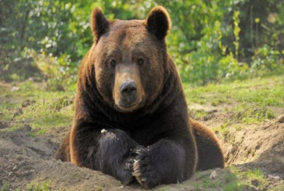Medvéből sütnek barbecue-t Sepsiszentgyörgyön a pénteken kezdődő fesztiválon