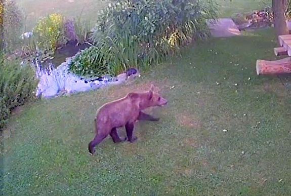 Medve futkorászott egy marosvásárhelyi ház udvarán