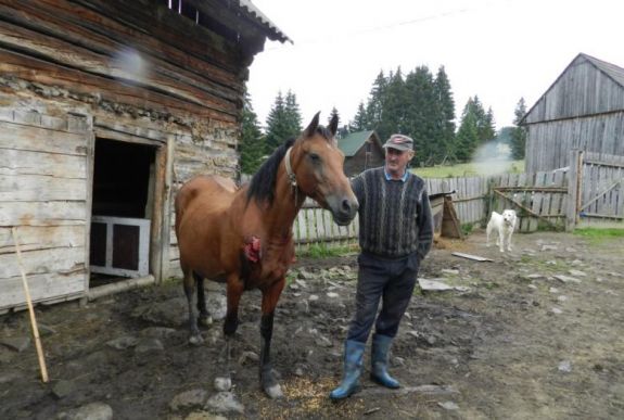 Csikóra és kancára támadt a medve egy Hargita megyei faluban