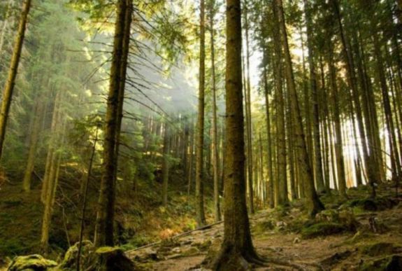 Visszaállamosított erdők: megszólaltak a Bánffy-örökösök 