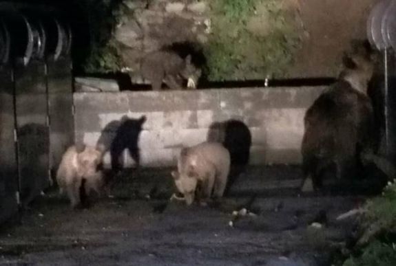 Elköltöztetnék Tusnádfürdőről az emberre támadó medvét 
