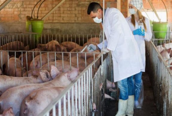 Afrikai sertéspestis: Bihar megyében mutattak ki vírust