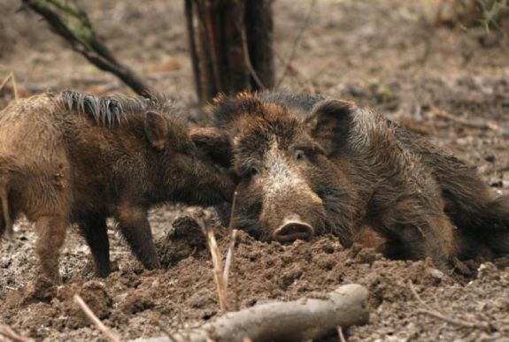 Sertéspestisben pusztult el két vaddisznó Szilágy megyében