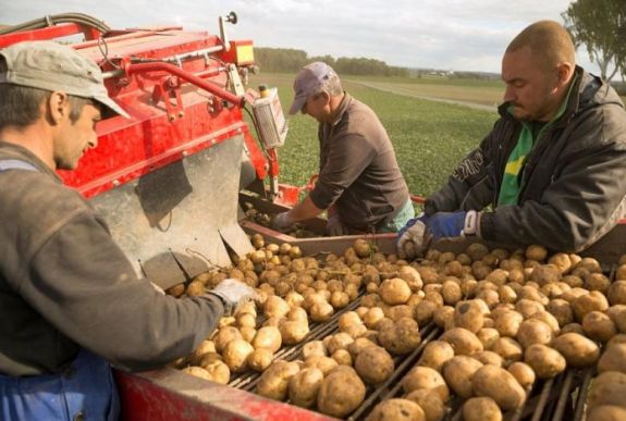 Drámaian kevés lesz idén a székely pityókából