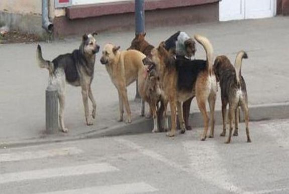 Brutális kutyatámadás történt a fővárosban