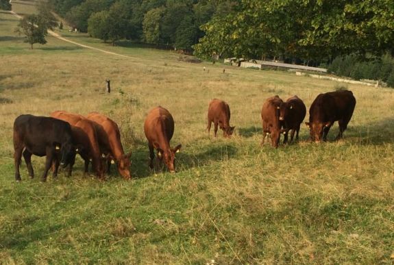 Székelyföldön is vissza kell fizetniük az állattartó gazdáknak az uniós támogatás egy részét