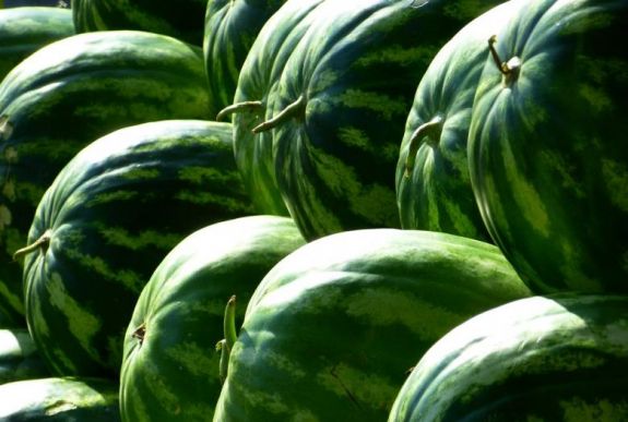 Innen tudhatja, édes-e a dinnye