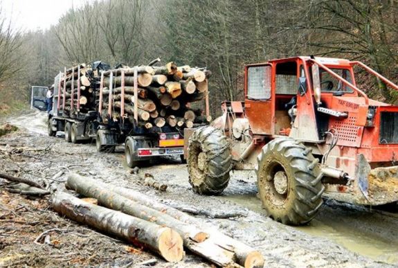 Ennyi fát termeltek ki tavaly az állami erdőkből