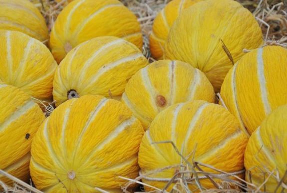 Így válasszon érett sárgadinnyét