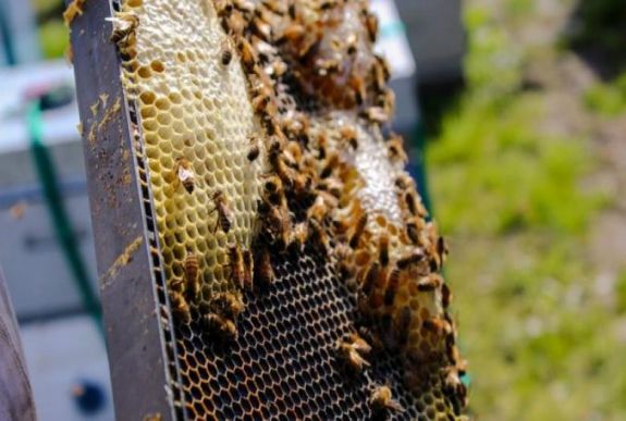 Nagyon gyenge a méztermés Hargita megyében a kedvezőtlen időjárás miatt