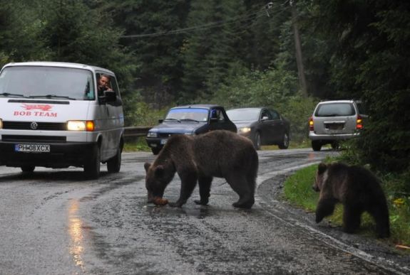Két tusnádfürdői hím medve kilövésére adott engedélyt a minisztérium