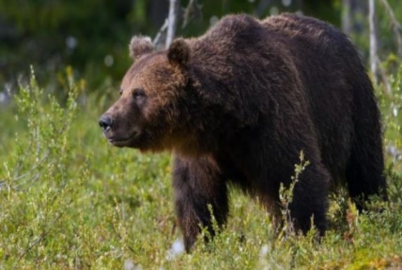 Nyolc haszonállatot pusztított el a medve Marosvásárhely közelében