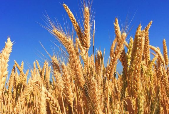 Elégedett a gabonaterméssel a mezőgazdasági miniszter