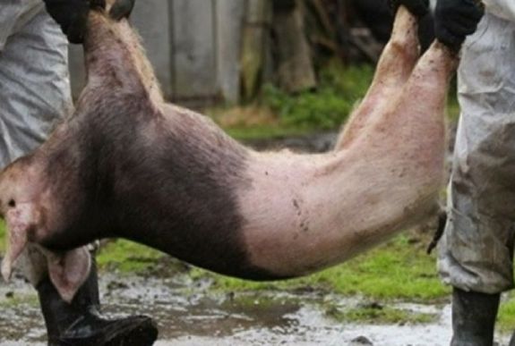 Jelentős összeget fizettek ki a sertéspestis kárvallottjainak