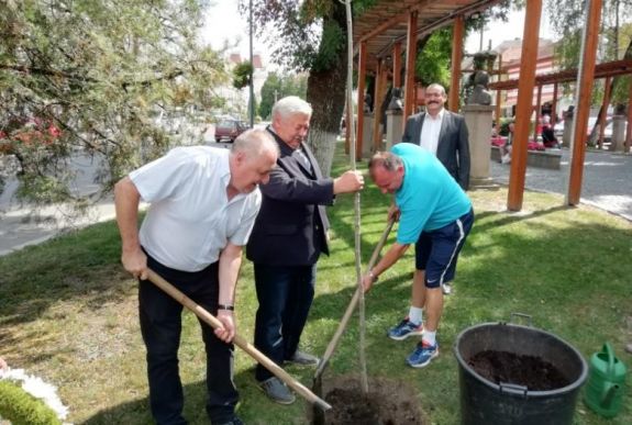 Az Aranycsapat győzelmeinek emlékére ültettek fát Székelyudvarhelyen