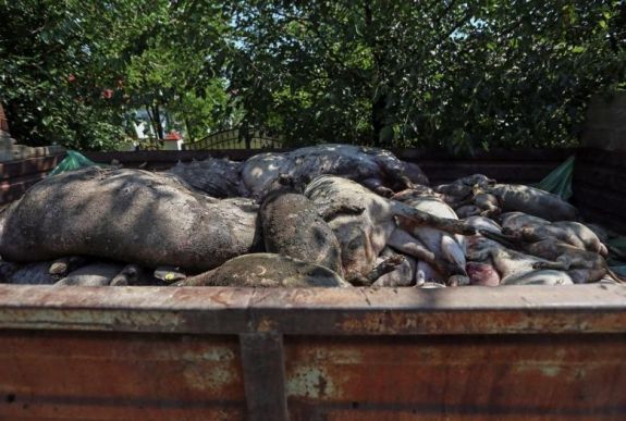 Sertéspestis: hol marad a morális dilemma?