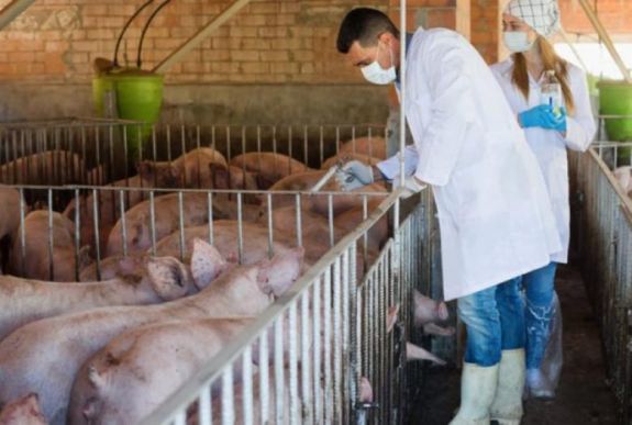 Megjelent a sertéspestis Kovászna megye határában