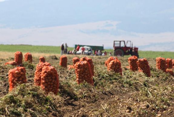 Pityókaszezon Hargita megyében: most érdemes vásárolni