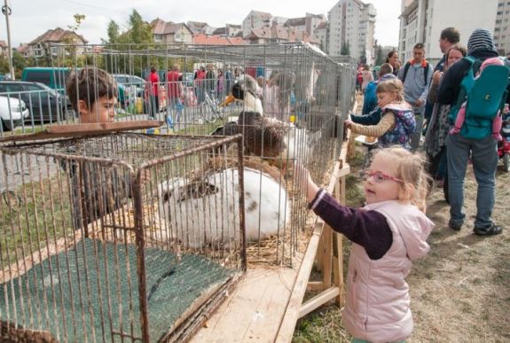 Csíkszeredában ismét kiköltözött a falu a városba