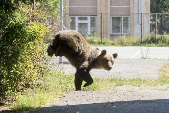 Regionális munkacsoport jön létre a medveügy rendezésére