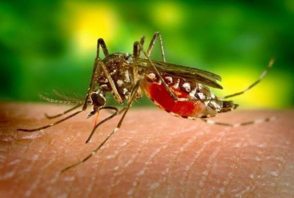 30 személy halálát okozta idén a nyugat-nílusi vírus