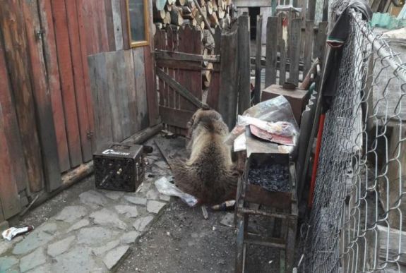 Saját portájukon támadt rá a medve egy házaspárra Maros megyében