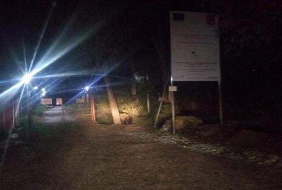  A megyei kórház mellett ólálkodott egy medve Csíkszeredában