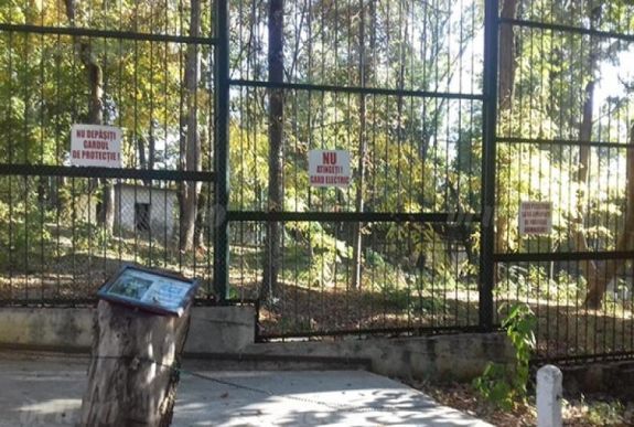 Bârladon történt: szelfizni akartak az állatkerti medvével, megtörtént a baj