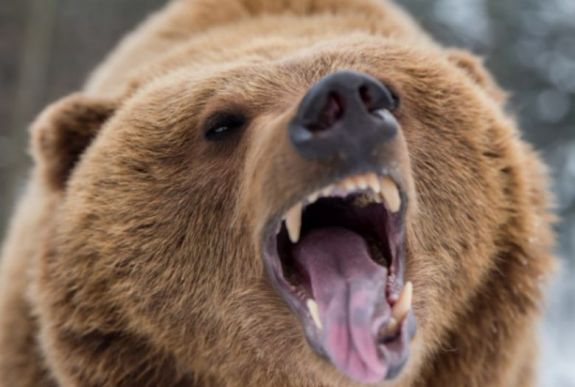 Házaspárra támadt a medve, a férj fejszével ütött az állat fejére