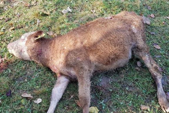 Hatékonyabb lett a kárpótlási eljárás a vadkárok esetében