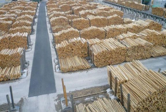 Több fát találtak a Schweighofer udvarán, mint ami papíron szerepelt