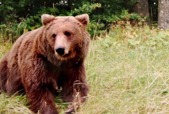 Legelőn támadt emberre a medve 