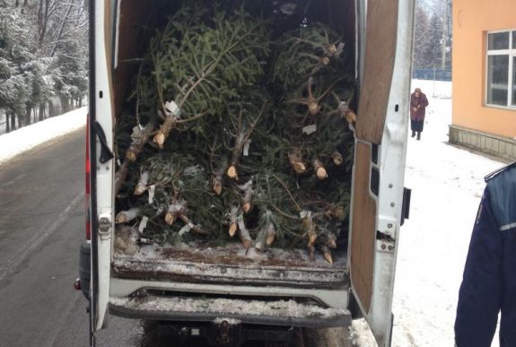 Karácsonyfákat és alkoholt kobozott el a háromszéki rendőrség
