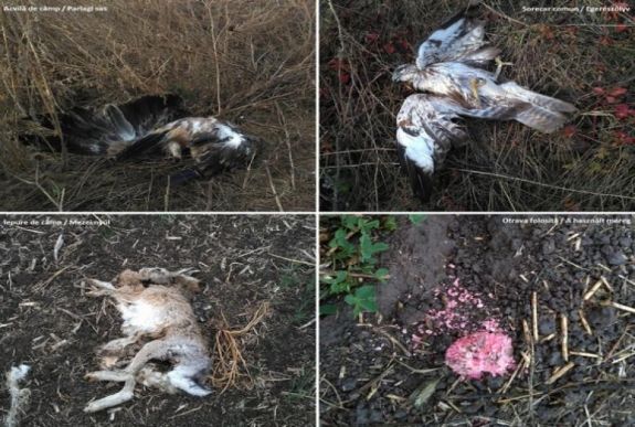 Még nincs felelőse az Arad megyei vadállat-mérgezéseknek