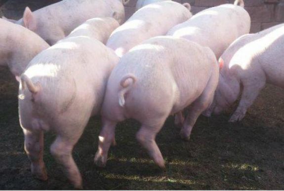 Pórul járt Háromszéken egy törvénytelen sertéskereskedő