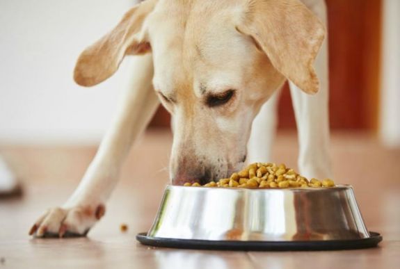 Betegséget okozhat néhány divatos kutyaétrend 