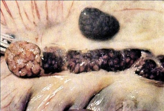 Afrikai sertéspestis ütötte fel a fejét a sepsiszentgyörgyi Őrkő negyedben