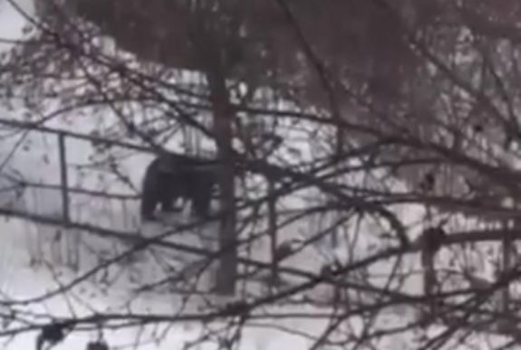 Kilövik a csíkszeredai kórház környékén ólálkodó medvét