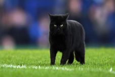 Ki küldte pályára a fekete macskát?