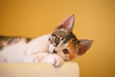 Kutatás bizonyítja: amilyen a gazdi, olyan a macskája