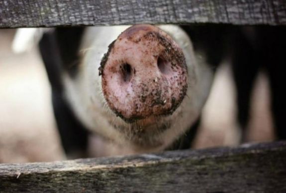 Még mindig terjed az afrikai sertéspestis:1027 gócot tartanak nyilván