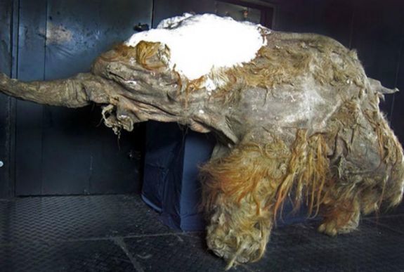 Aktiválták egy 28 ezer éve fagyott mamut sejtjeit