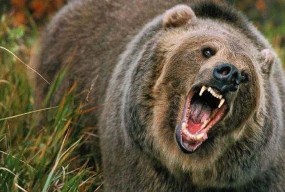 Medveveszélyre hívják fel a figyelmet a háromszéki vadászok