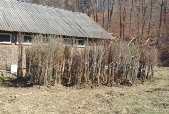 Többezer őshonos gyümölcsfát osztanak szét Háromszéken