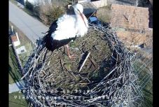 Megérkezett az egyik gólya a kamerával megfigyelt magyarfenesi fészekbe