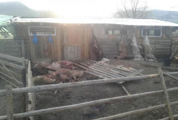 Ismét juhokat és kecskéket pusztított el a medve Hargita megyében