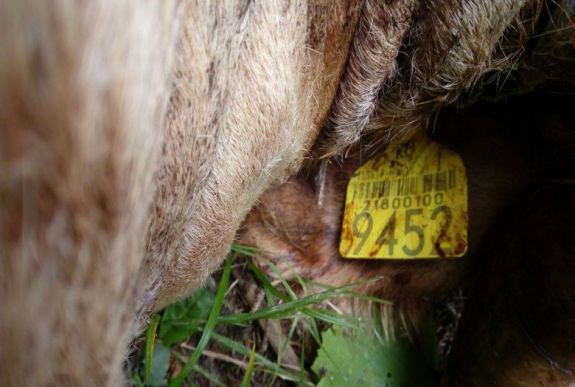 Tervezet: a vadkárokért a hatóságok feleljenek, ne a gazdák